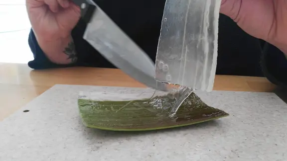 So wird ein Aloe vera-Blatt aufgeschnitten | mdr.de