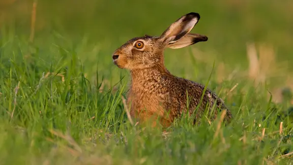 Ein Feldhase (Lepus europaeus) auf einem Feld in Niedersachsen.