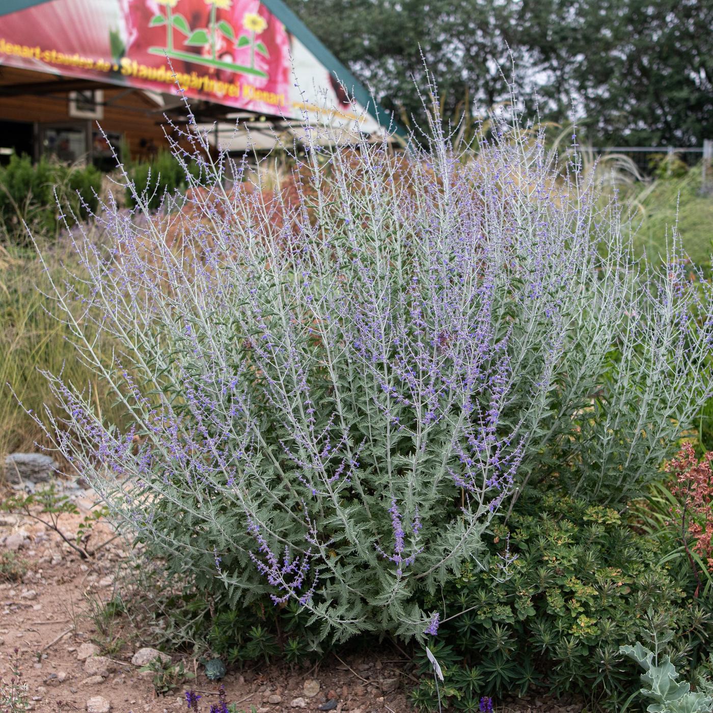 wisteria amethyst falls winterhart WISTERIA AMETHYST FALLS (5 gallon) wisteria 'americanum' main image 1