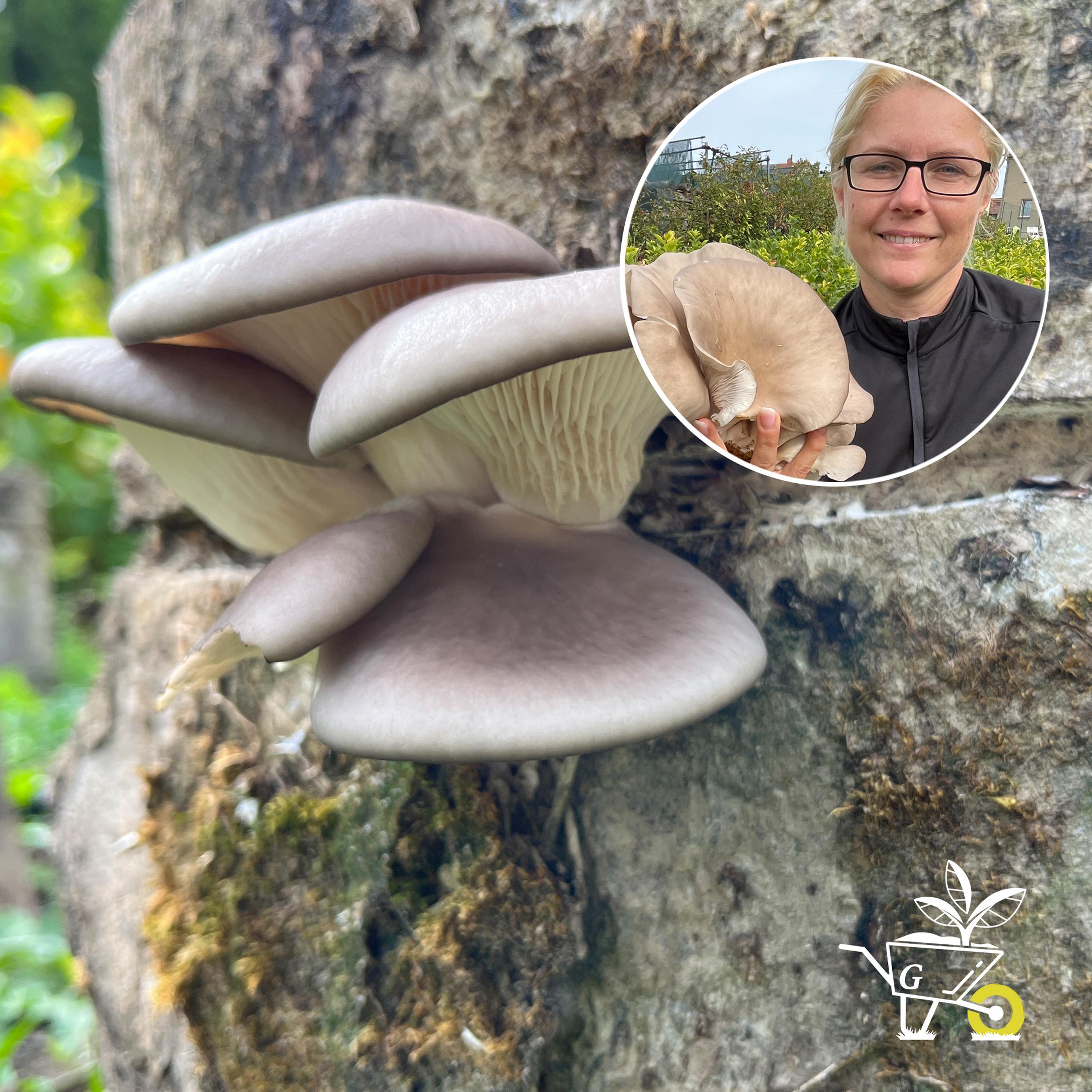 #71: Pilze im Garten anbauen episode artwork