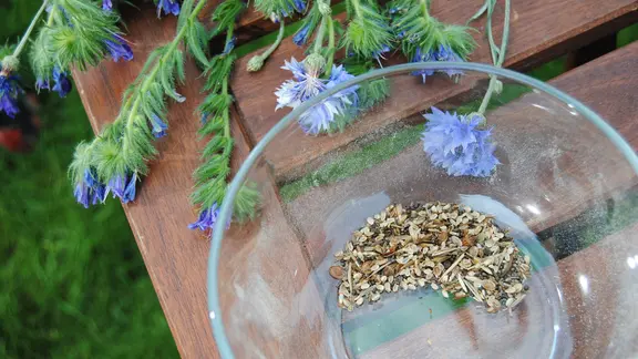 Wildblumenwiese oder -saum anlegen und richtig pflegen | mdr.de