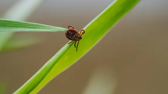 Zecke krabbelt auf Grashalm