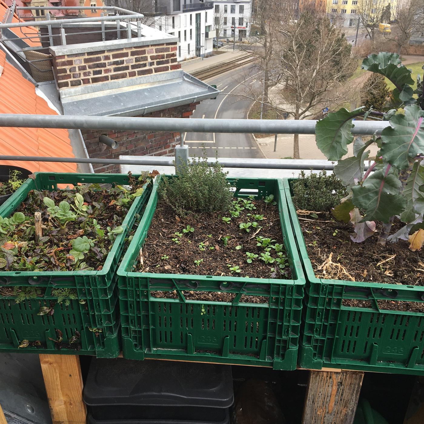 Gemse auf dem Balkon anbauen | mdr.de