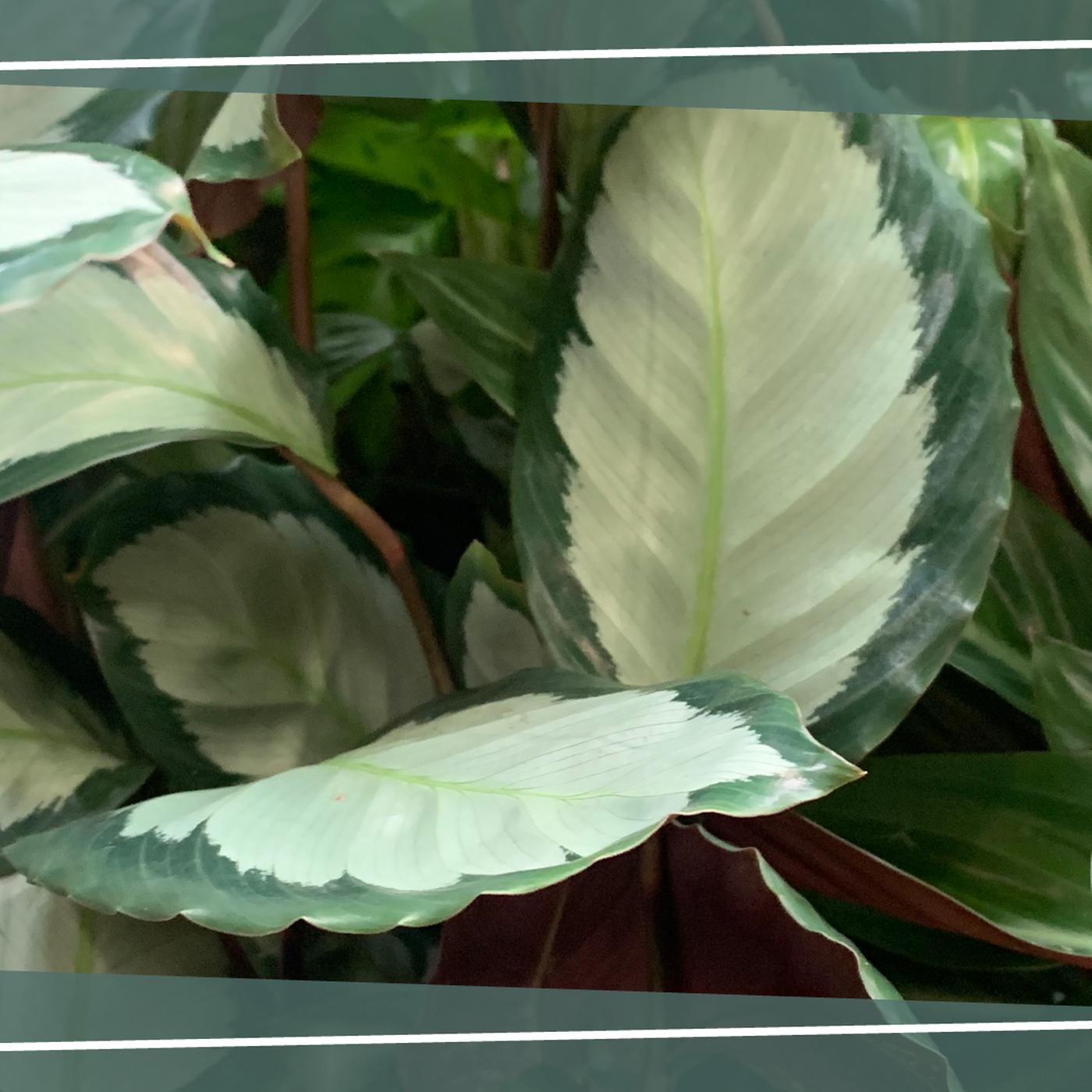 Korbmarante (Calathea) pflegen, gieen, dngen | mdr.de