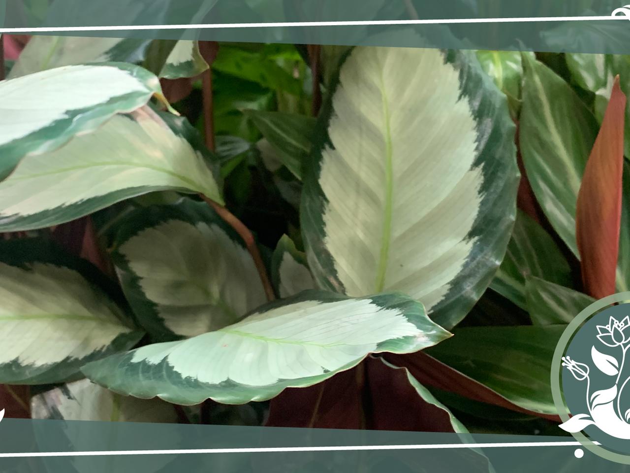 Korbmarante (Calathea) pflegen, gieen, dngen | mdr.de