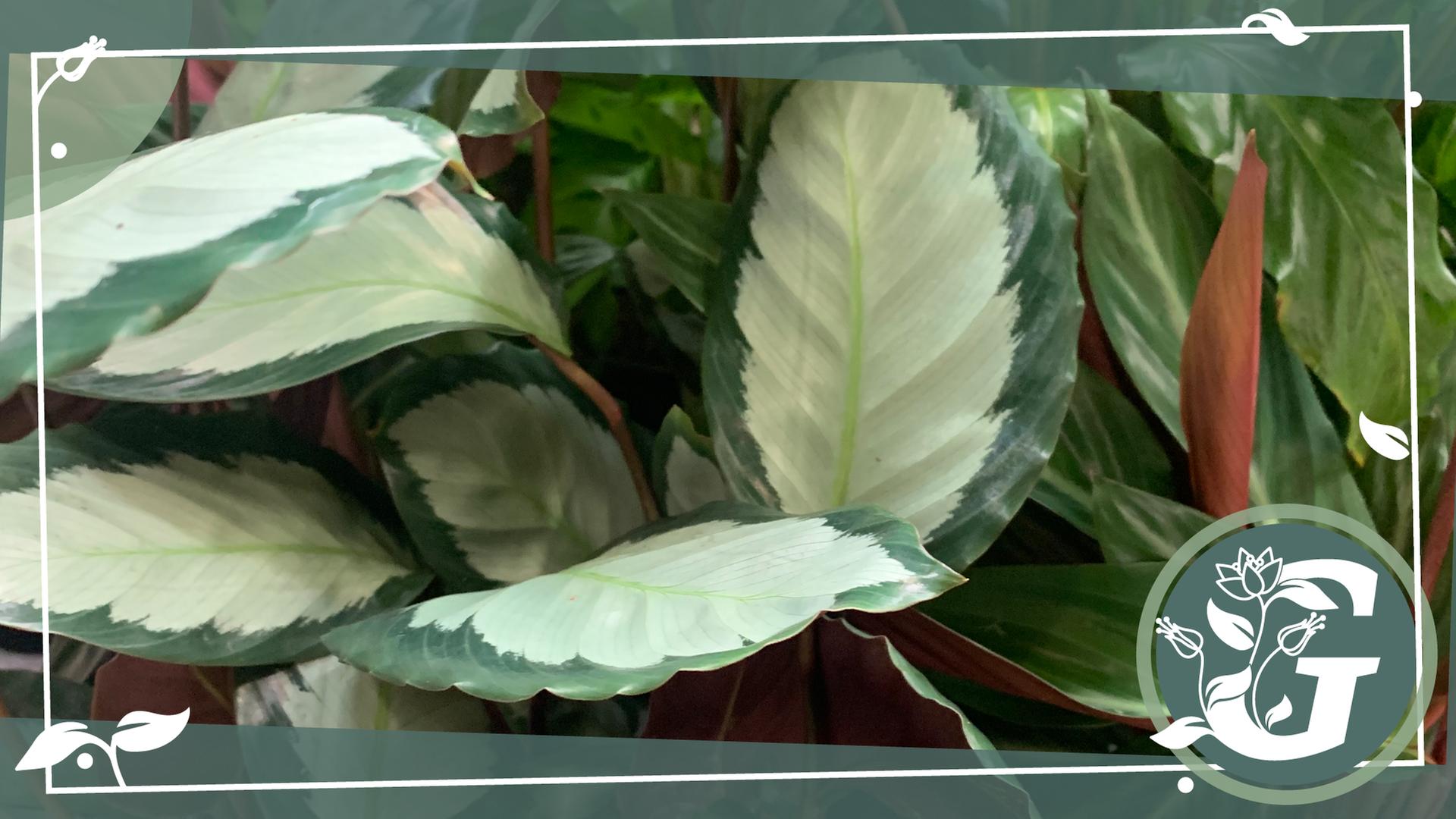 Korbmarante (Calathea) pflegen, gieen, dngen | mdr.de
