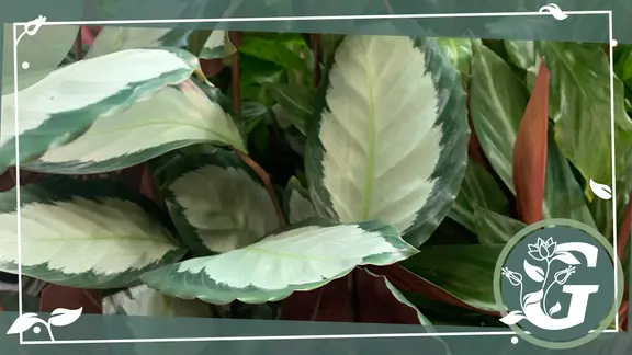 Korbmarante (Calathea) pflegen, gieen, dngen | mdr.de