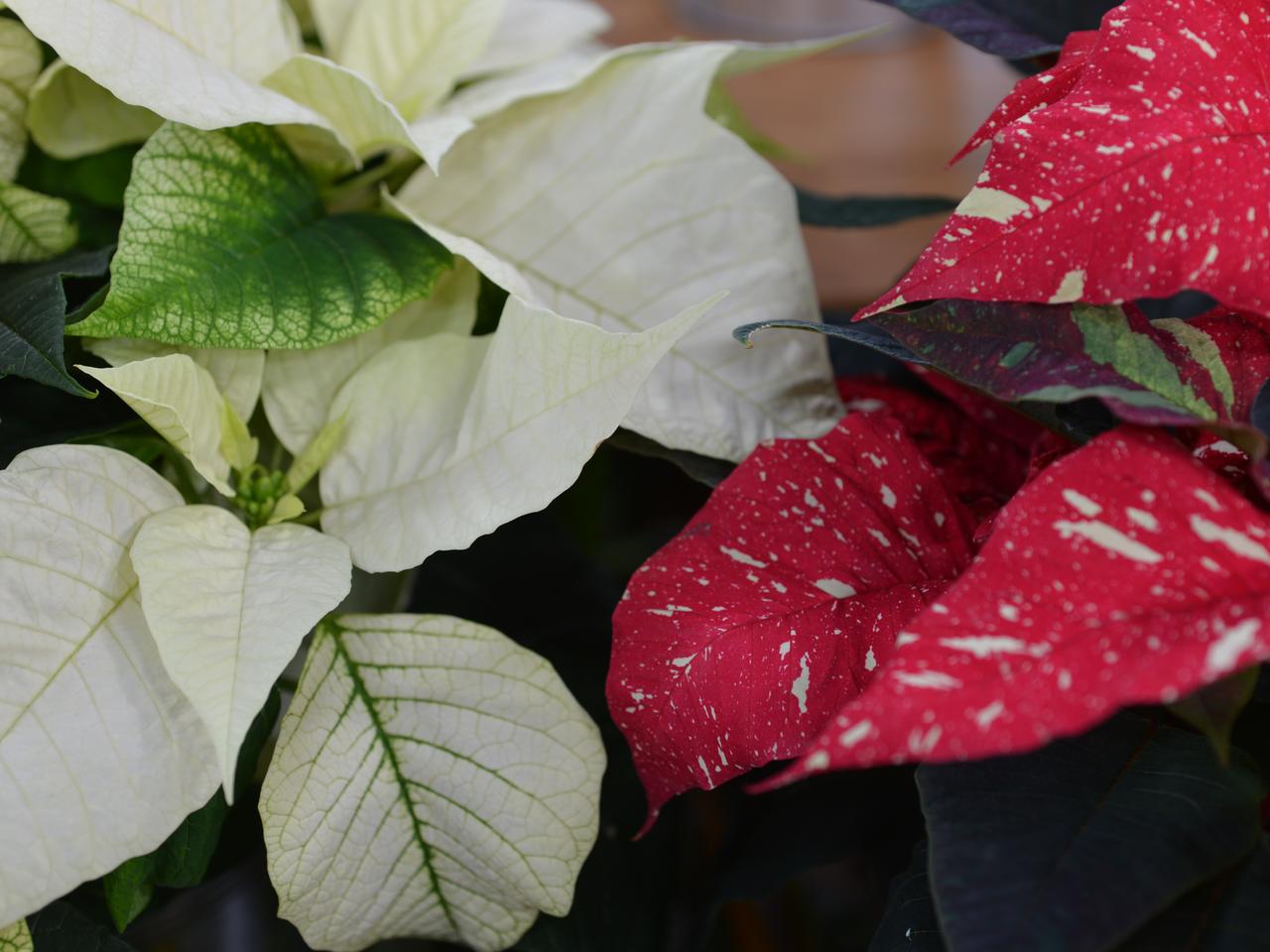 Statt wegwerfen: Amaryllis, Christrose, Weihnachtsstern retten