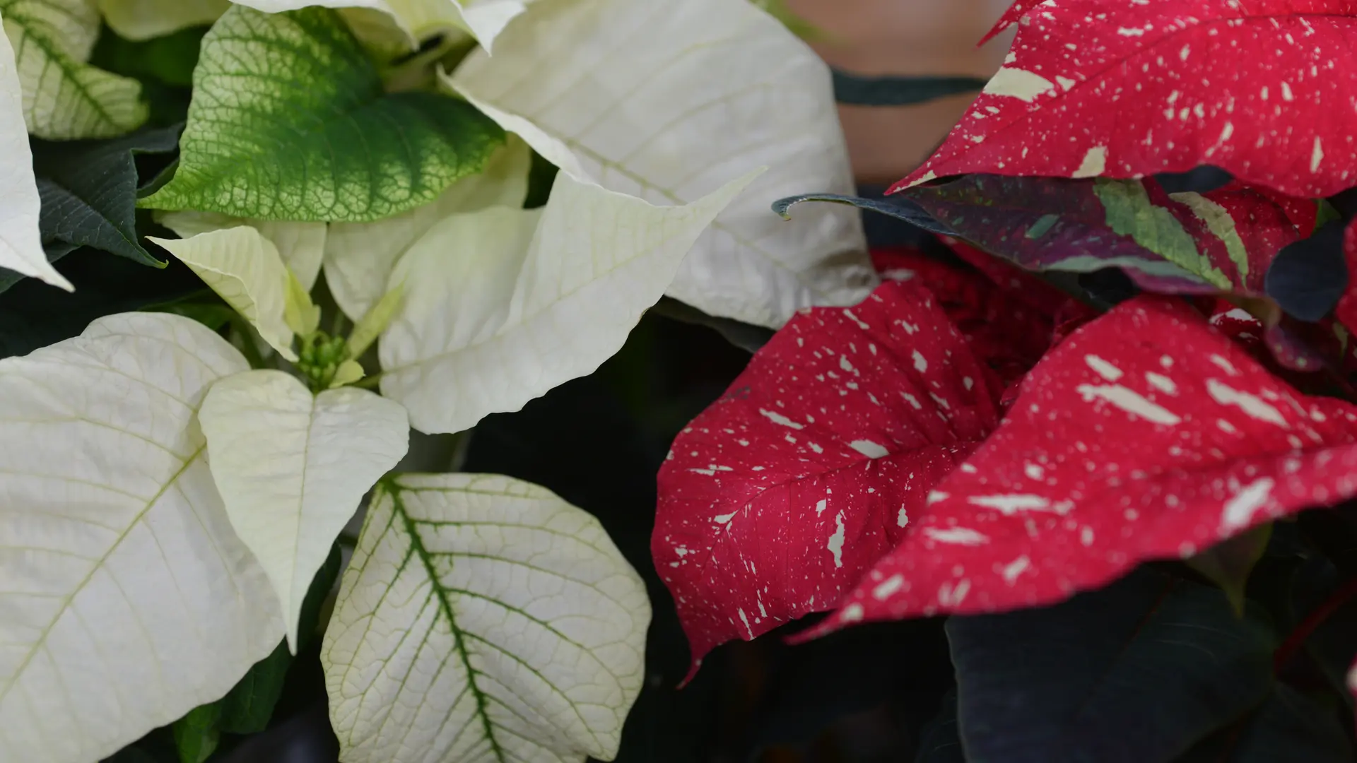 Statt wegwerfen: Amaryllis, Christrose, Weihnachtsstern retten