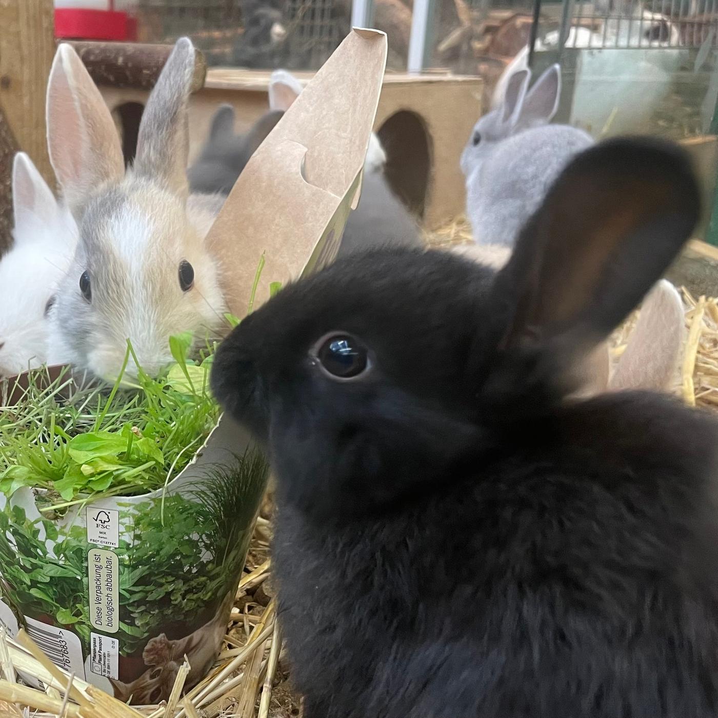 Diese 5 Topfpflanzen drfen Haustiere fressen