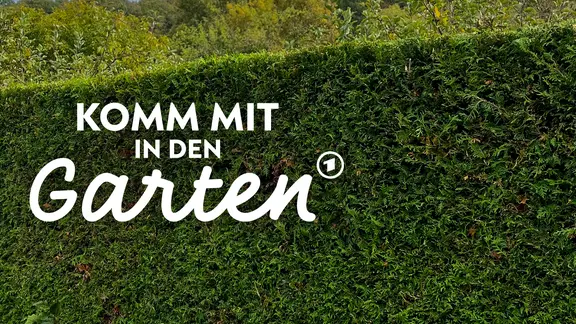 Hecke im Garten richtig schneiden - darauf kommt es an | mdr.de