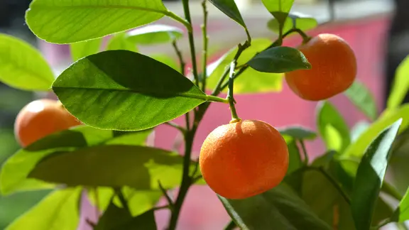 Die Bltezeit des Mandarinenbaums beeinflussen | mdr.de