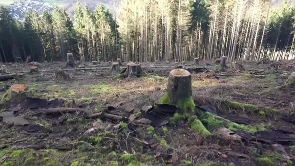 Ein kahles Waldgebiet mit vielen Baumstümpfen.