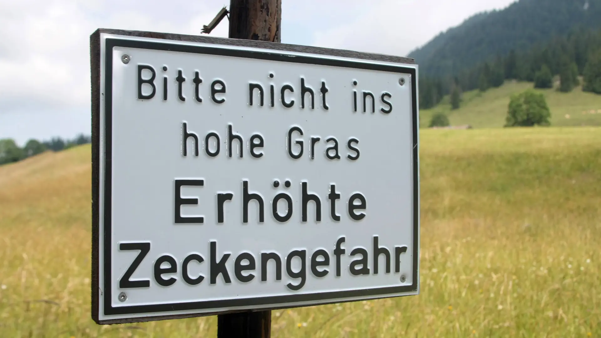 Zecken: Was hat sich die Natur eigentlich dabei gedacht? | mdr.de