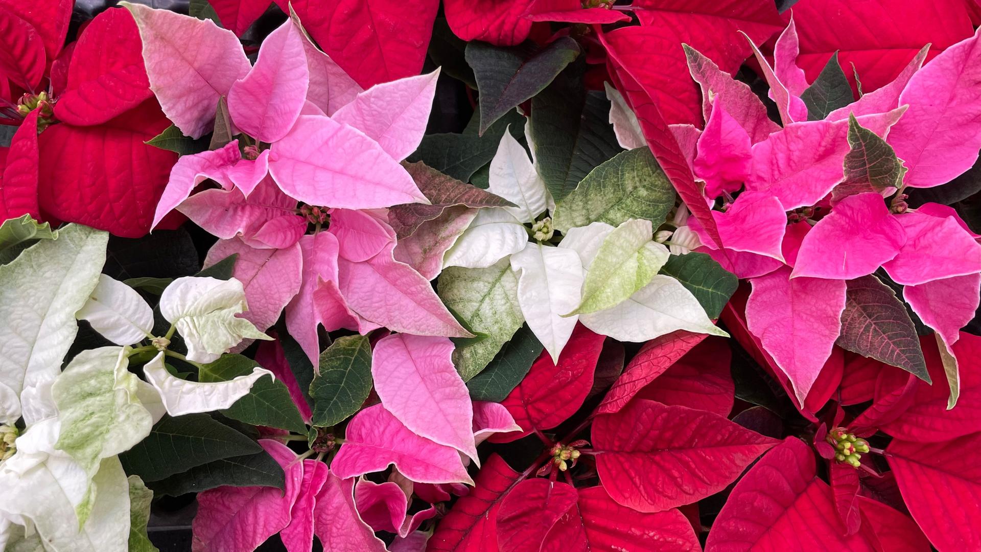 Statt wegwerfen: Amaryllis, Christrose, Weihnachtsstern retten