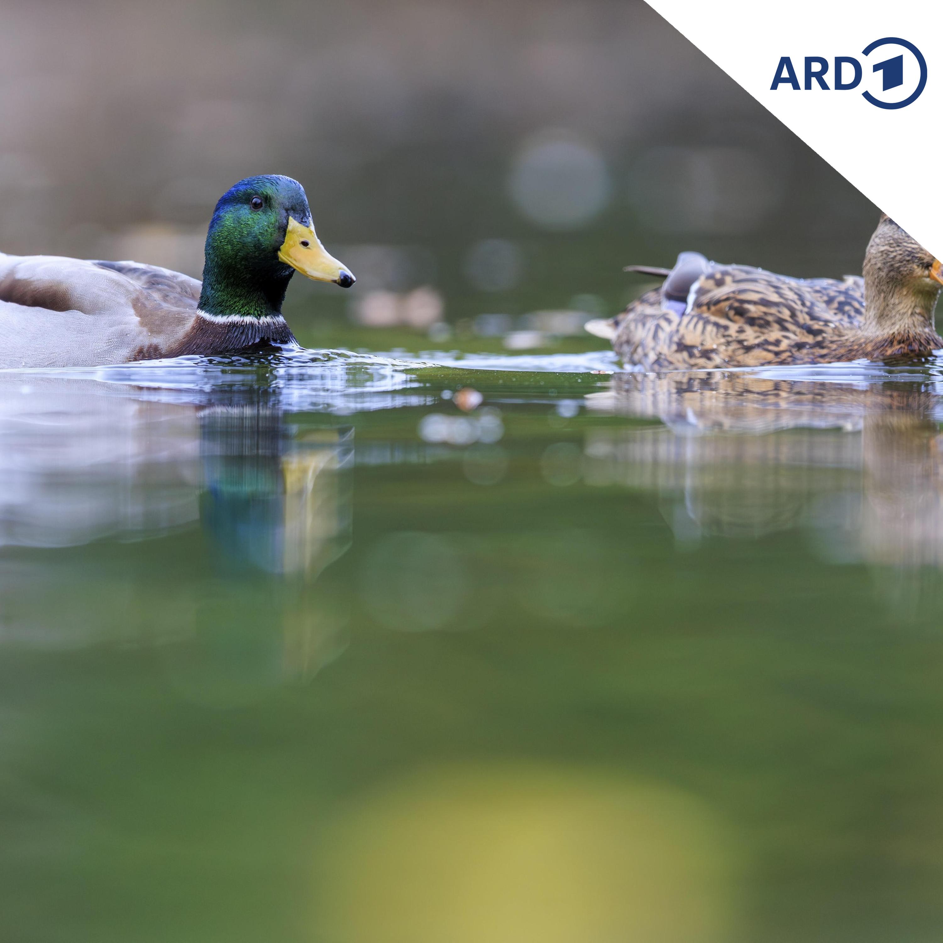 Enten füttern, ja oder nein? episode artwork