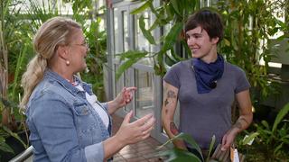 Wie tropische Zimmerpflanzen gepflegt werden