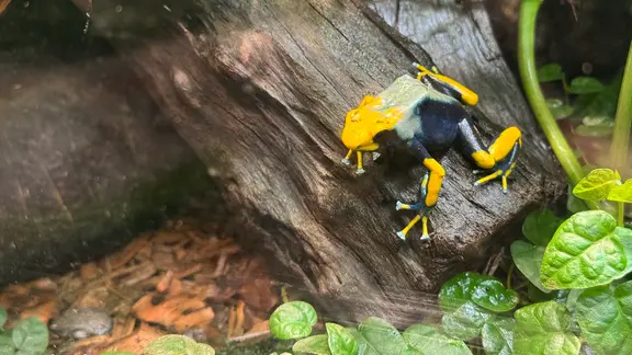 Heimat und Schutz für Exoten: Die Frösche und Molche im Tierpark Chemnitz