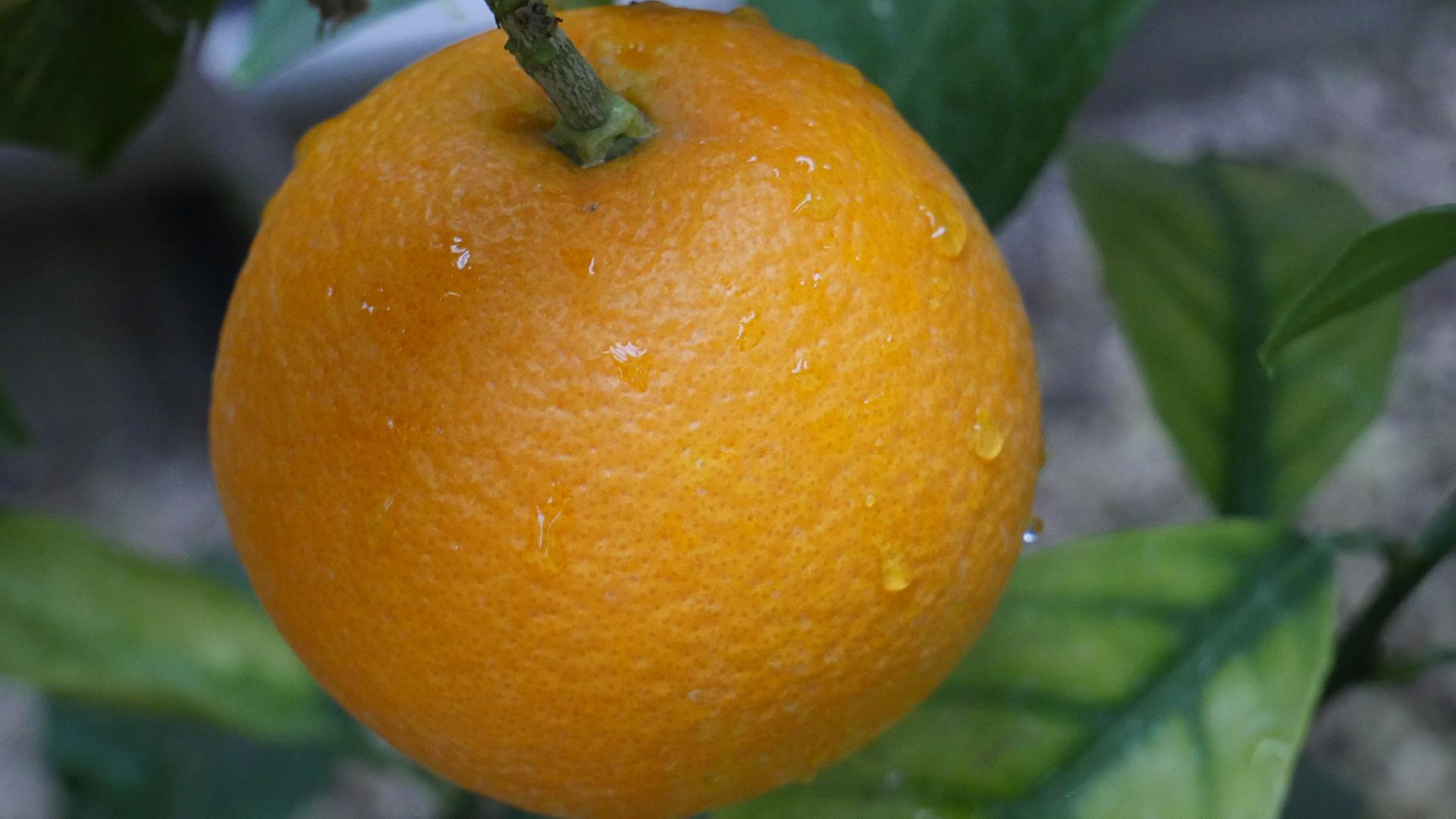 Orangenbaum im Topf: So pflegst du ihn richtig | mdr.de
