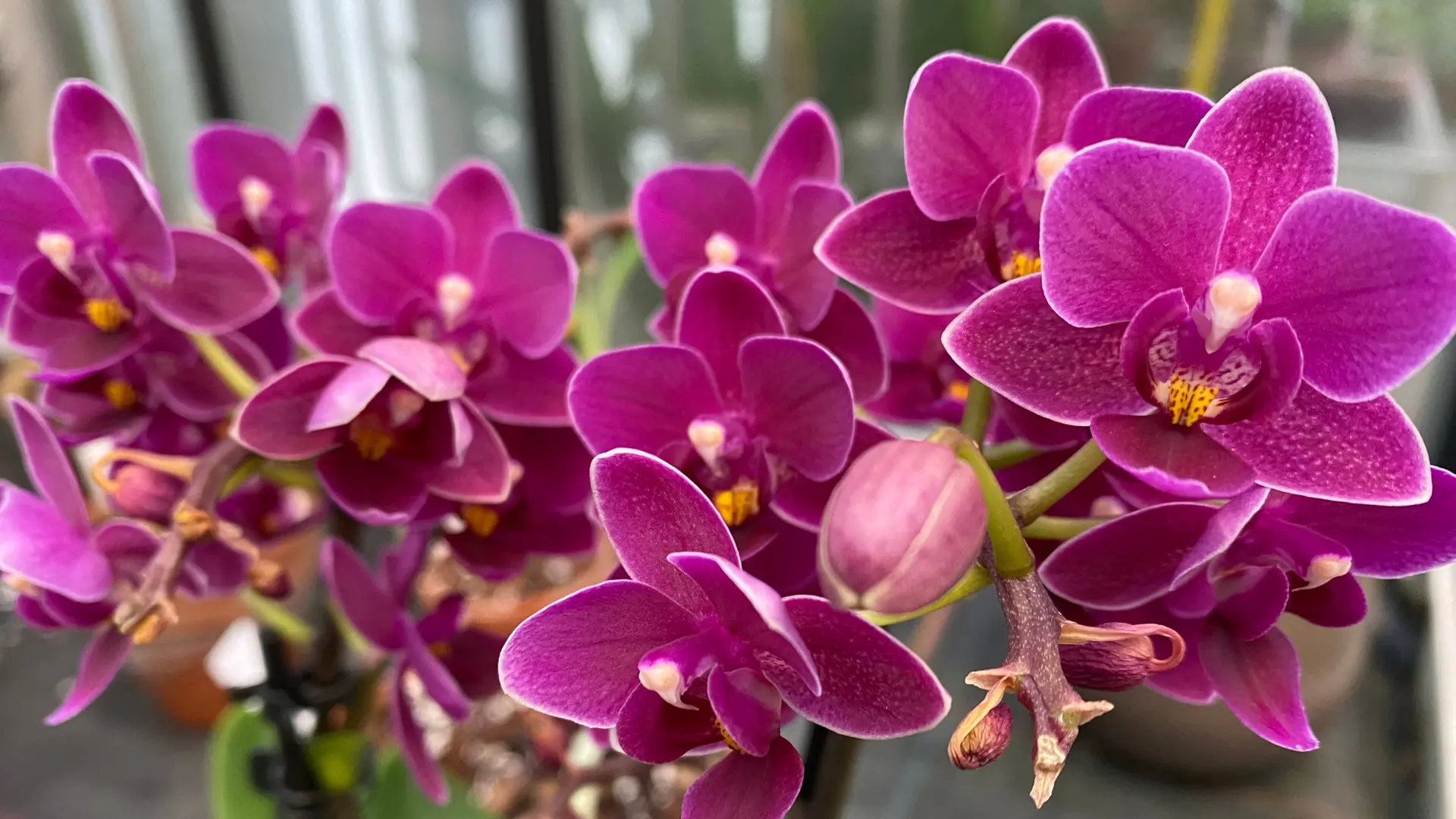 Orchideen richtig gieen, dngen, schneiden und vermehren
