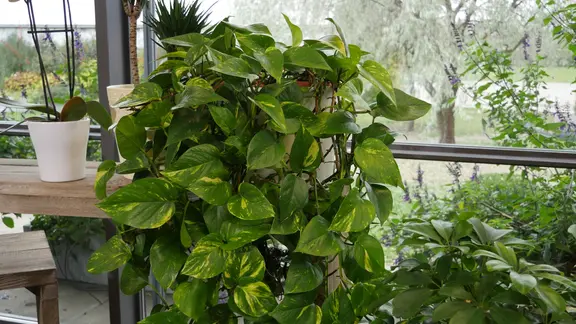 zimmerpflanzen düngen zeitraum Zimmerpflanzen Dünger, Monstera Dünger, 6 Monate Depotwirkung – PlantMe main image 1