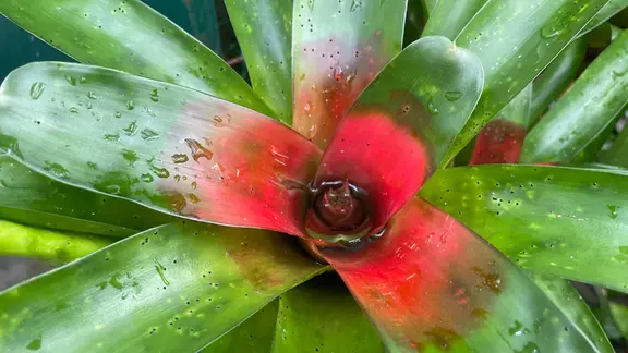 Bromelien: Farben wie ein Feuerwerk | mdr.de