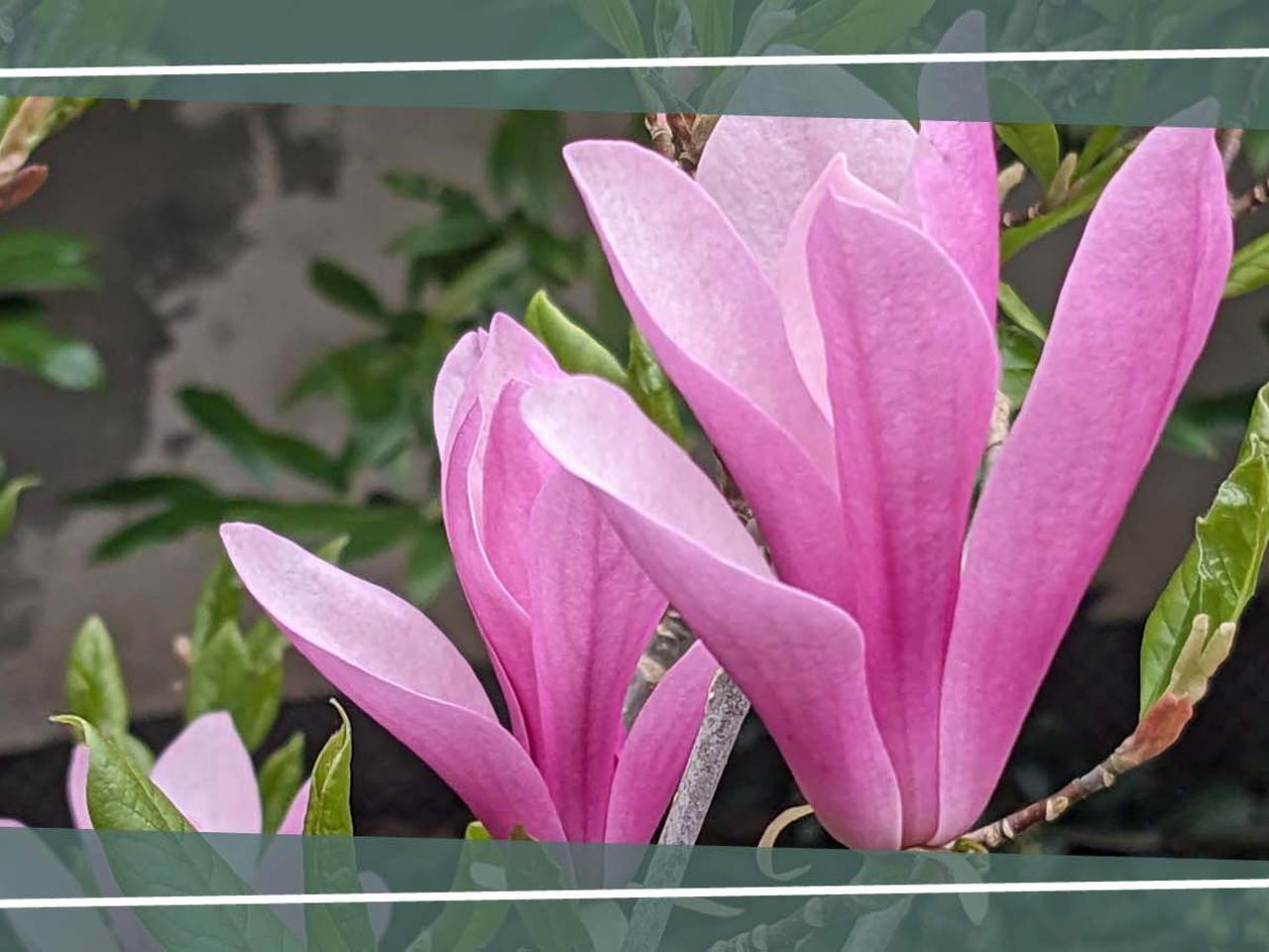 Magnolien: Pflege und besondere Sorten | mdr.de