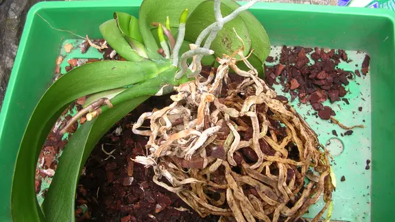 Orchideen richtig umtopfen | mdr.de