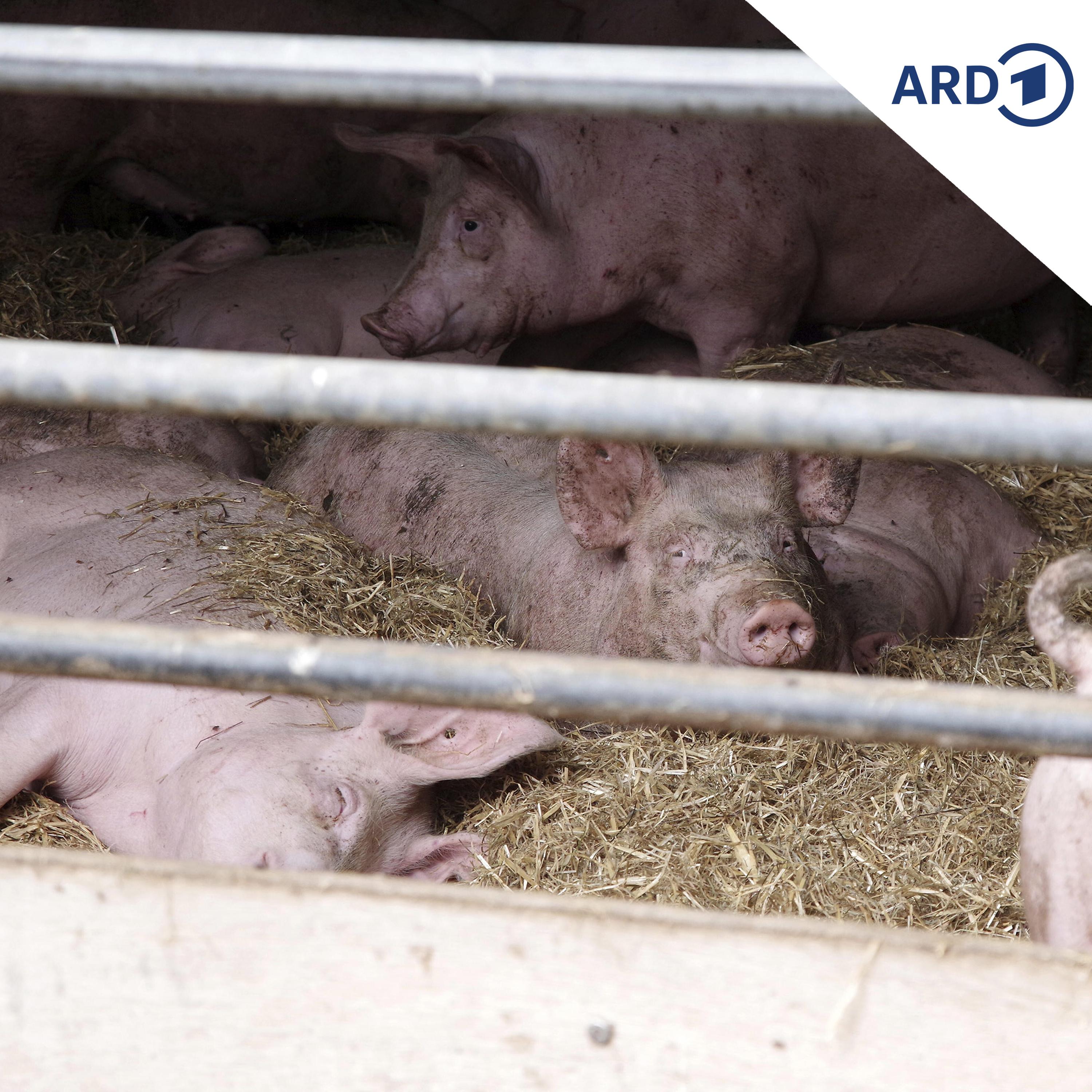 Landwirte bemängeln bürokratische Hürden bei Stallvergrößerungen episode artwork