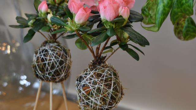 Kokedama: So wird eine Japanische Mooskugel gemacht und bepflanzt