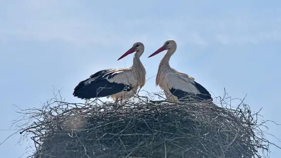 Zwei Störche in einem Nest in Röwitz im Altmarkkreis Salszwedel.