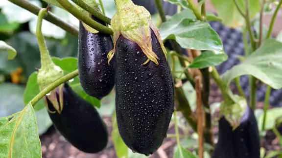 aktivkohle als dünger Aktivkohle – poröser Zusatz für Terrarien & feuchte Substrate