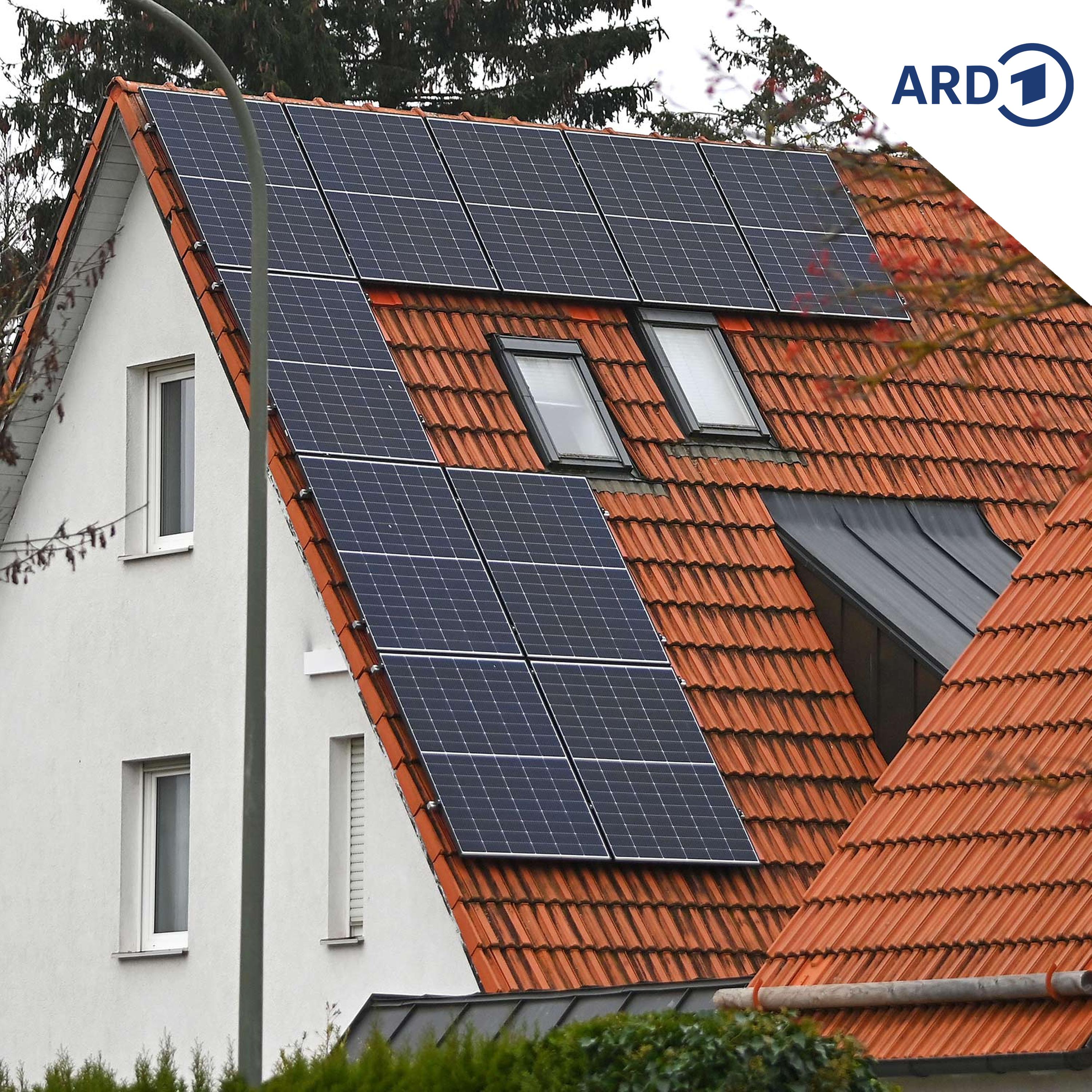 Darf ein alter Baum für Solarstrom gefällt werden? episode artwork