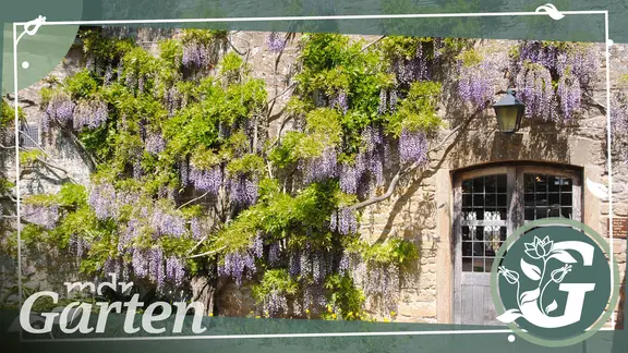 Blauregen: Beeindruckende Kletterpflanze mit ppigen Blten | mdr.de