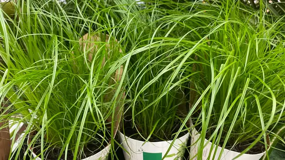 monstera adansonii subsp. laniata Monstera adansonii 4
