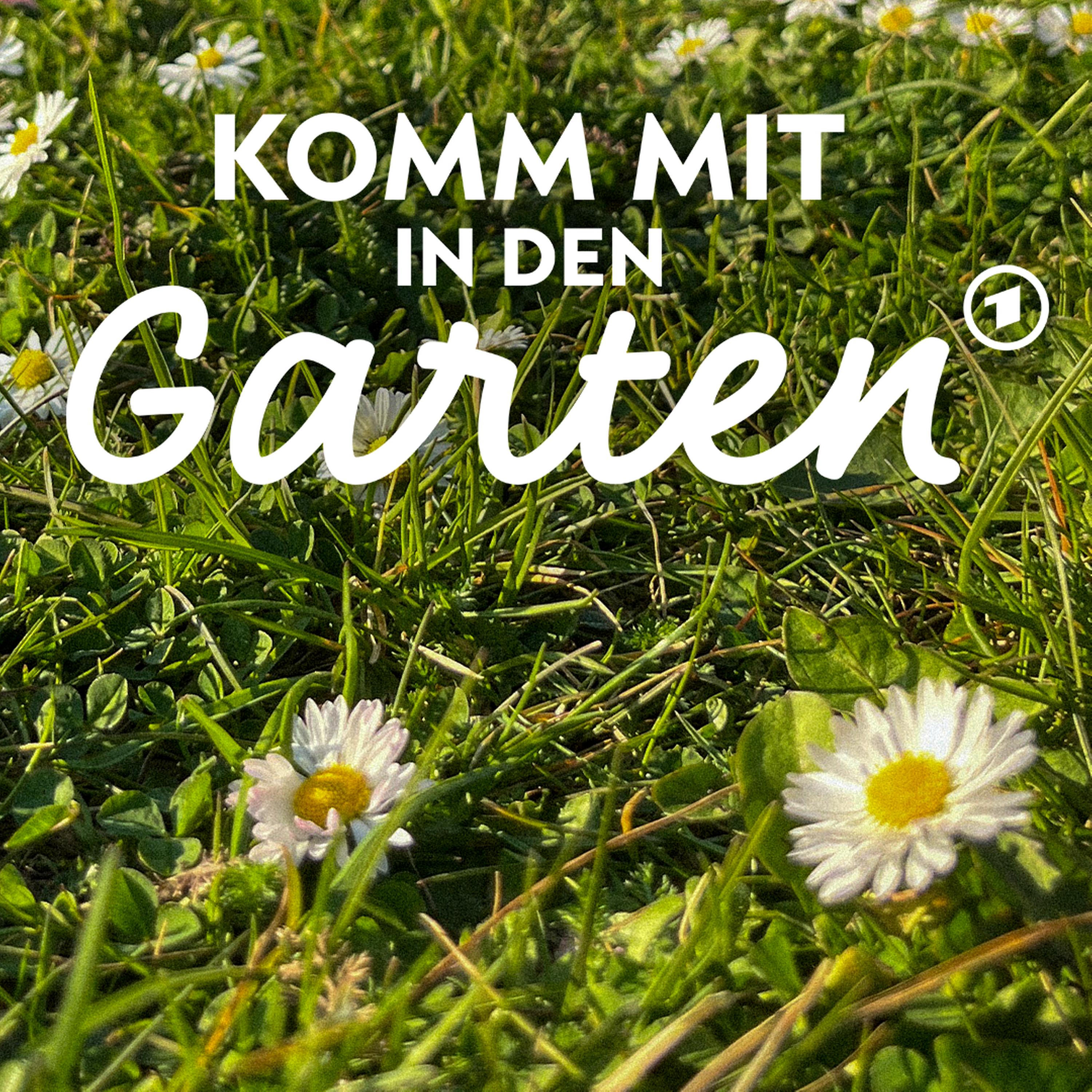 Rasen: Welches Grün für welche Fläche? episode artwork