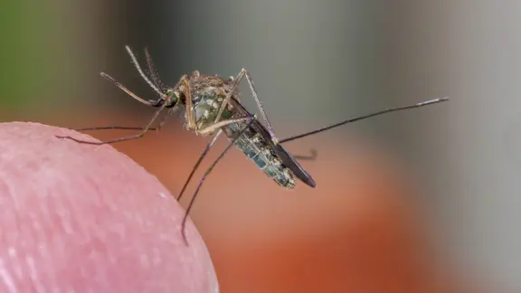 Gemeine Hausmücke (Culex pipiens) sitzt auf einer Fingerkuppe.