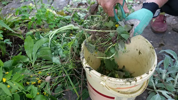 dünger für benjamini Ficus-Benjamini-Dünger — Silberkraft main image 0