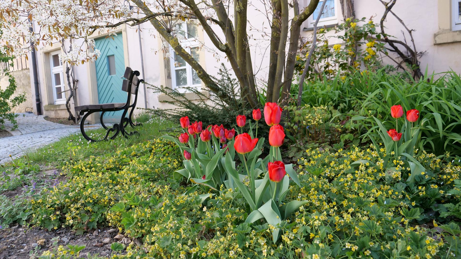 Tulpen pflanzen und zur Bltezeit richtig pflegen | mdr.de