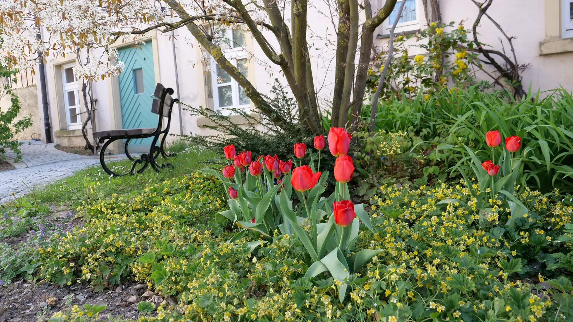 Tulpen pflanzen und zur Bltezeit richtig pflegen | mdr.de