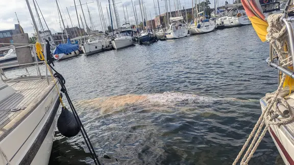 Im Hafen von Wismar schwimmt am 27.7. ein großer Wal.