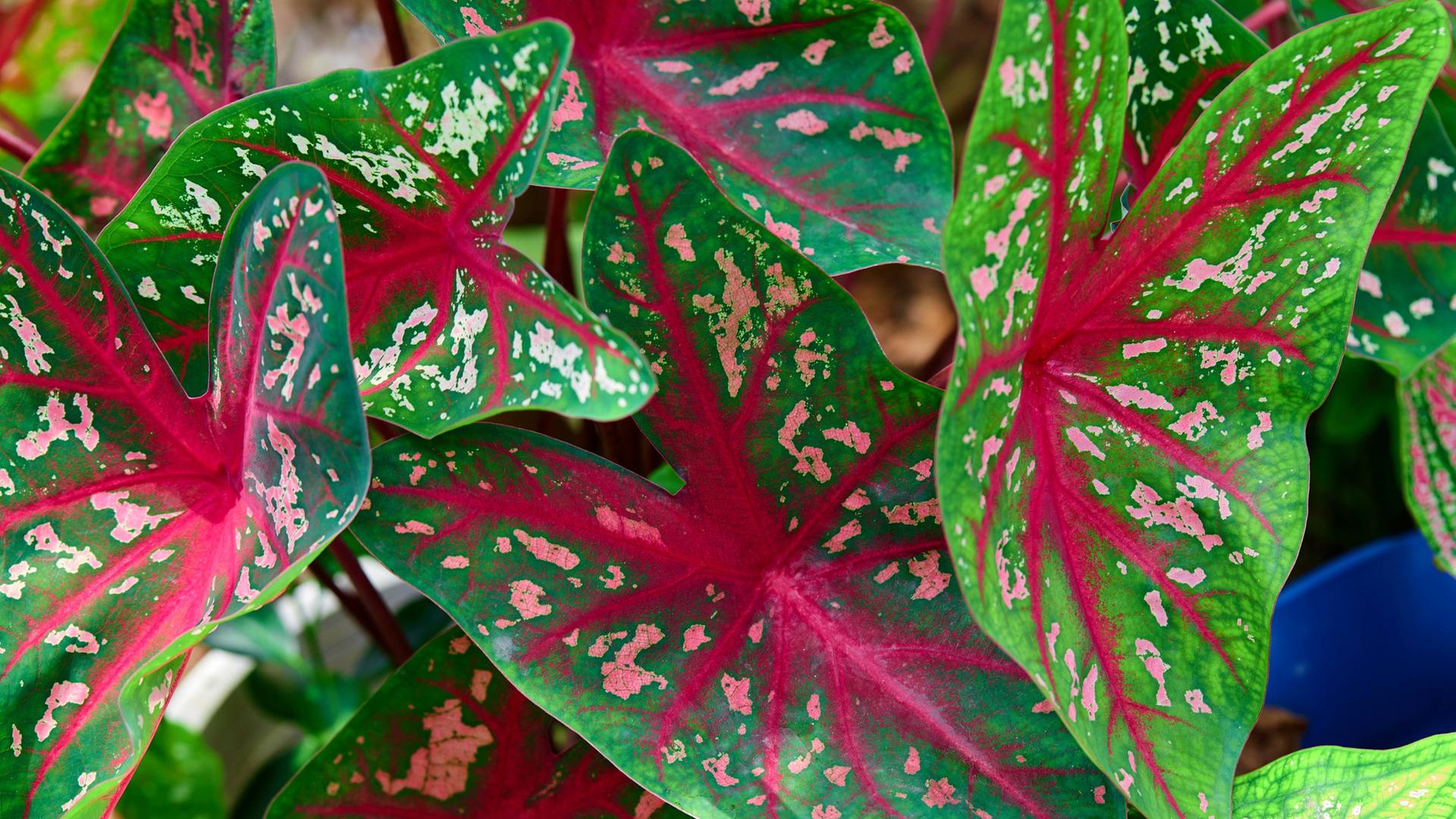 Trendpflanze Caladium: Buntblatt pflegen und berwintern | mdr.de