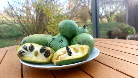 Indianerbanane" Pawpaw im Garten pflanzen | mdr.de