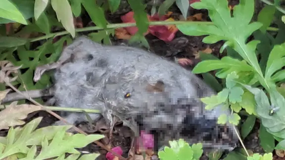 Eine tote Ratte 