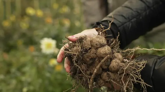 dünger gegen gänseblümchen Gänseblümchen Mischung (x2) main image 0