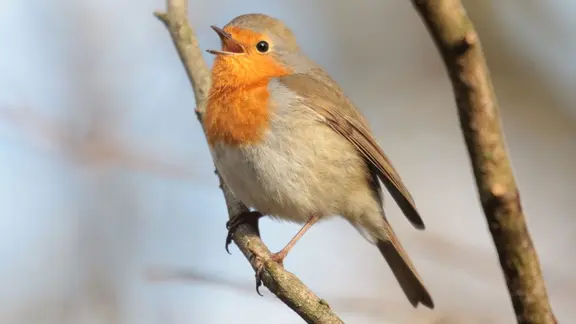 Nahaufnahme eines Rotkehlchens (kleiner Singvogel mit grau-braun-orangenem Gefieder) auf einem Ast