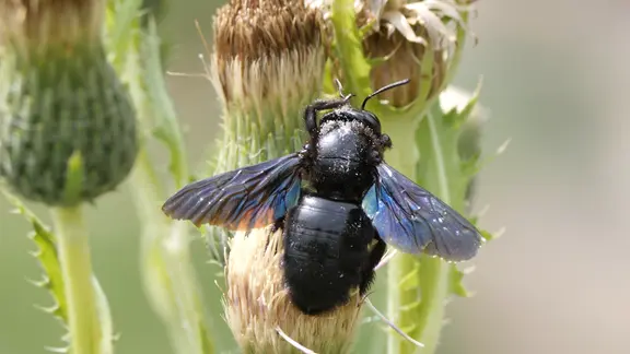 Schwimmende Bieneninsel – Wassertränke Für Bienen & Insekten, Bienenbecher-Honigtrinker, Stabil, EVA, Gelb, Ø 20 Cm