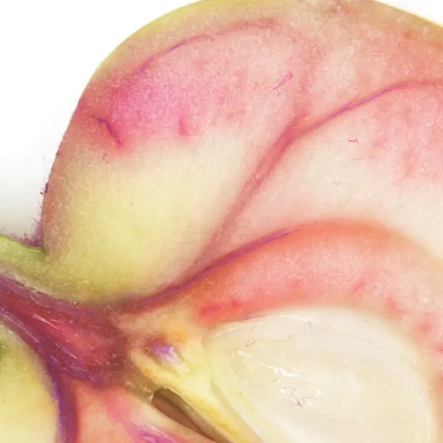 Stippe beim Apfel: Weniger Früchte am Baum, mehr Befall