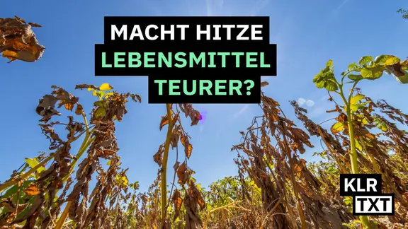 Die Sonne scheint auf abgestorbene Kartoffelpflanzen auf einem Acker.