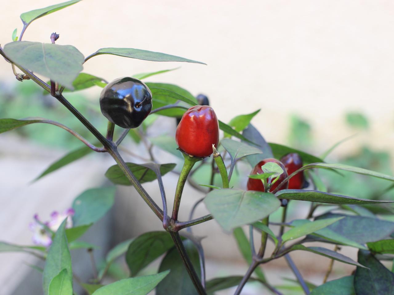 Chili: Scharfe Peperoni auf dem Balkon und im Garten anbauen | mdr.de
